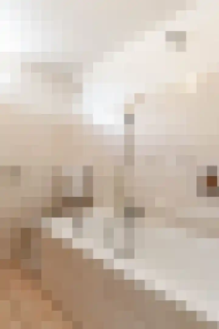 Patrijs 14 Grijpskerk thumbnail 21