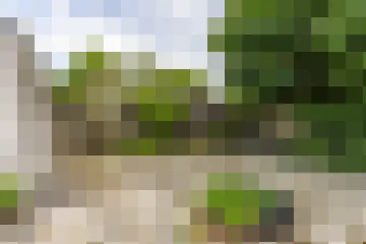 Patrijs 14 Grijpskerk thumbnail 30
