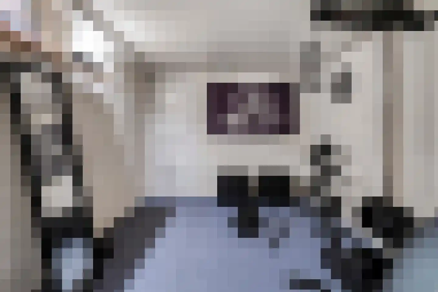 Patrijs 15 Raalte thumbnail 44