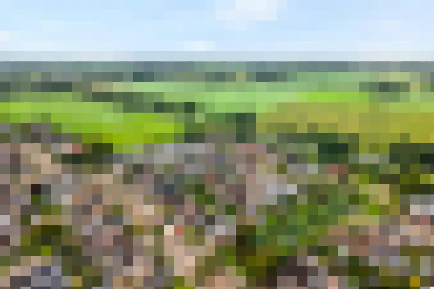 Patrijs 15 Raalte thumbnail 70