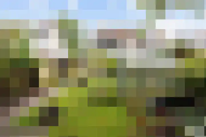 Patrijs 16 Grijpskerk thumbnail 30