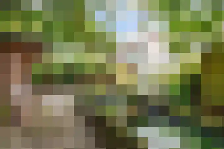 Patrijs 16 Grijpskerk thumbnail 31