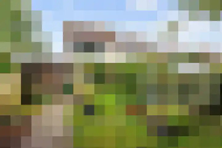 Patrijs 16 Grijpskerk thumbnail 32