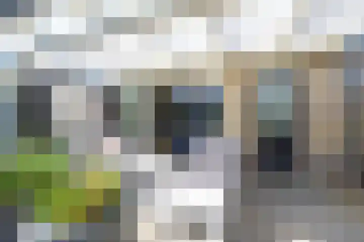 Patrijs 17 Ursem thumbnail 26