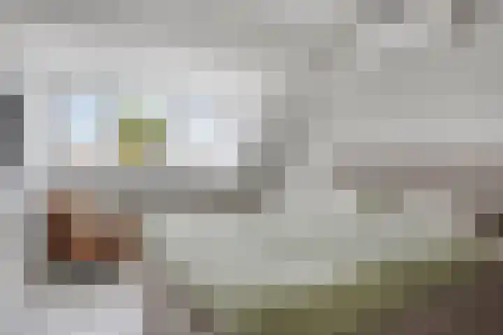 Patrijs 37 Etten-Leur thumbnail 12
