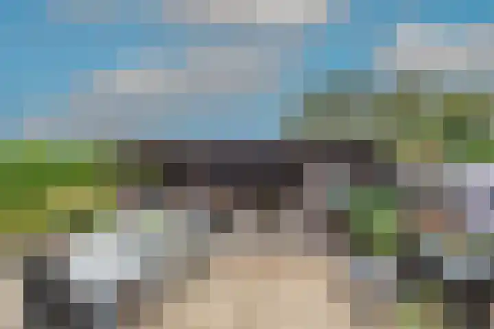 Patrijs 42 Ursem thumbnail 50