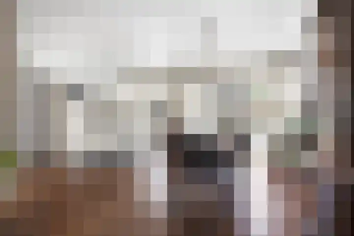 Patrijs 6 Etten-Leur thumbnail 12