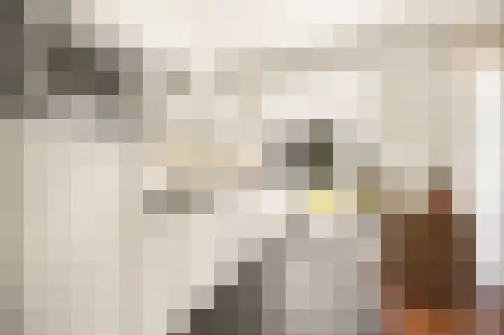 Patrijs 6 Etten-Leur thumbnail 15