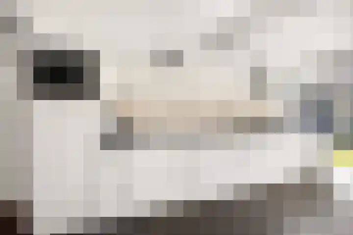 Patrijs 6 Etten-Leur thumbnail 16
