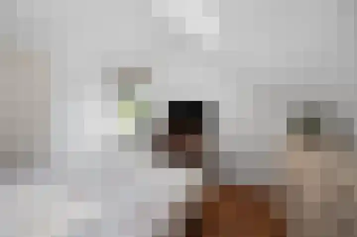 Patrijs 6 Etten-Leur thumbnail 26
