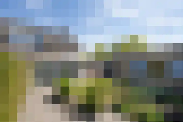 Patrijs 6 Etten-Leur thumbnail 4