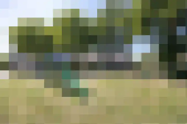 Patrijs 6 Etten-Leur thumbnail 40