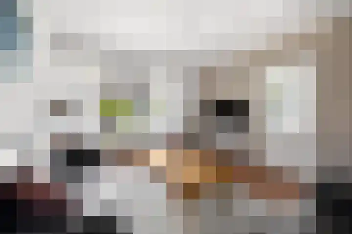 Patrijs 6 Etten-Leur thumbnail 9