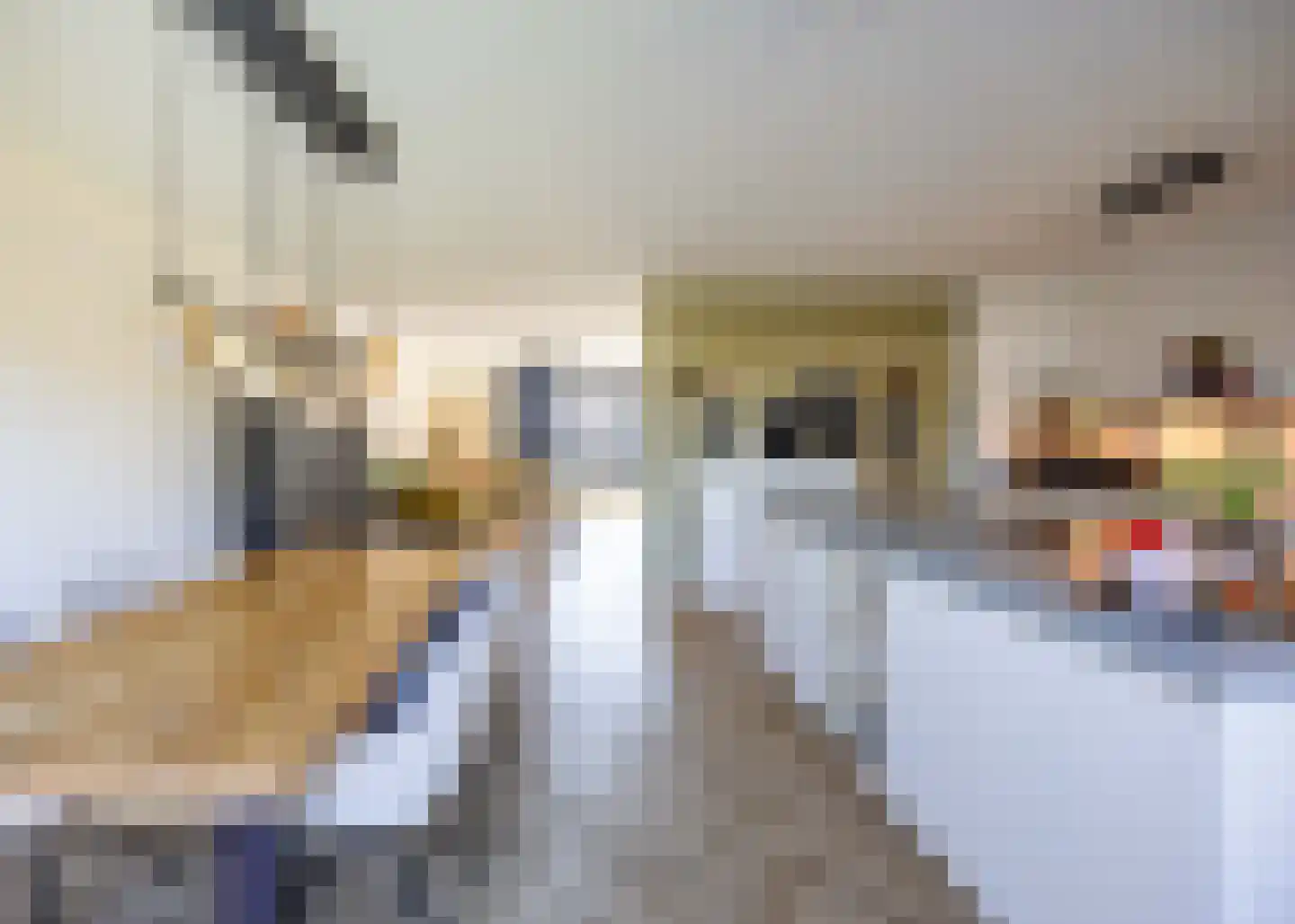 Patrijs 6 Venray thumbnail 13