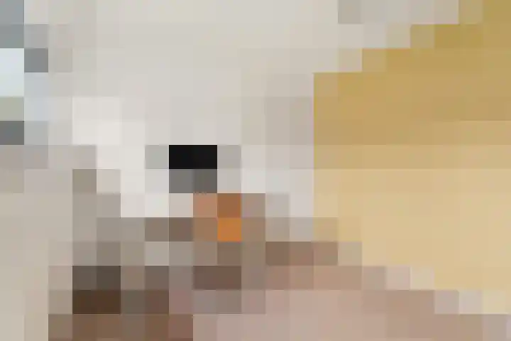 Patrijslaan 112 Dieren thumbnail 23