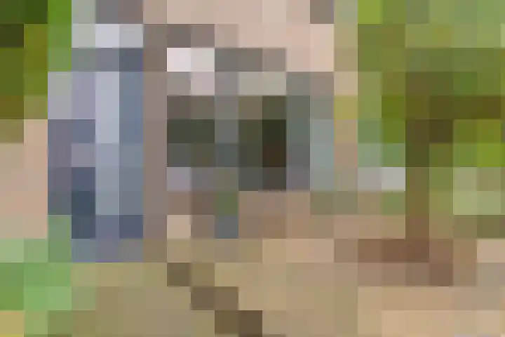Patrijslaan 112 Dieren thumbnail 5