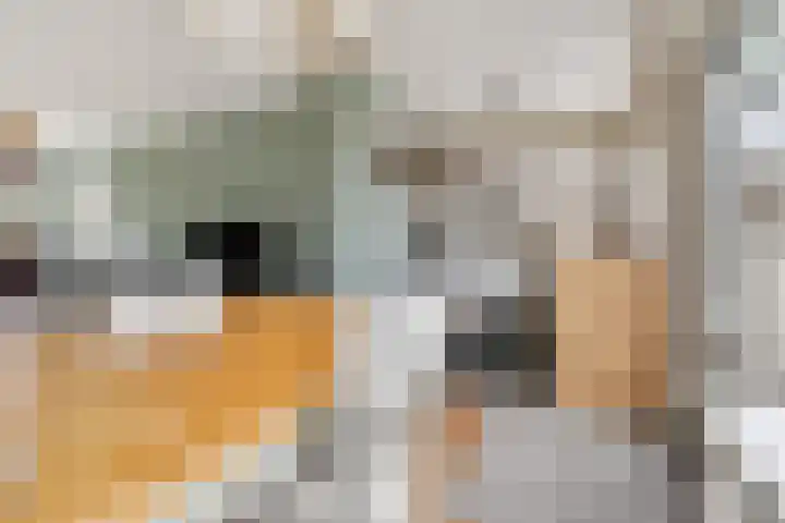 Patrijslaan 112 Dieren thumbnail 9