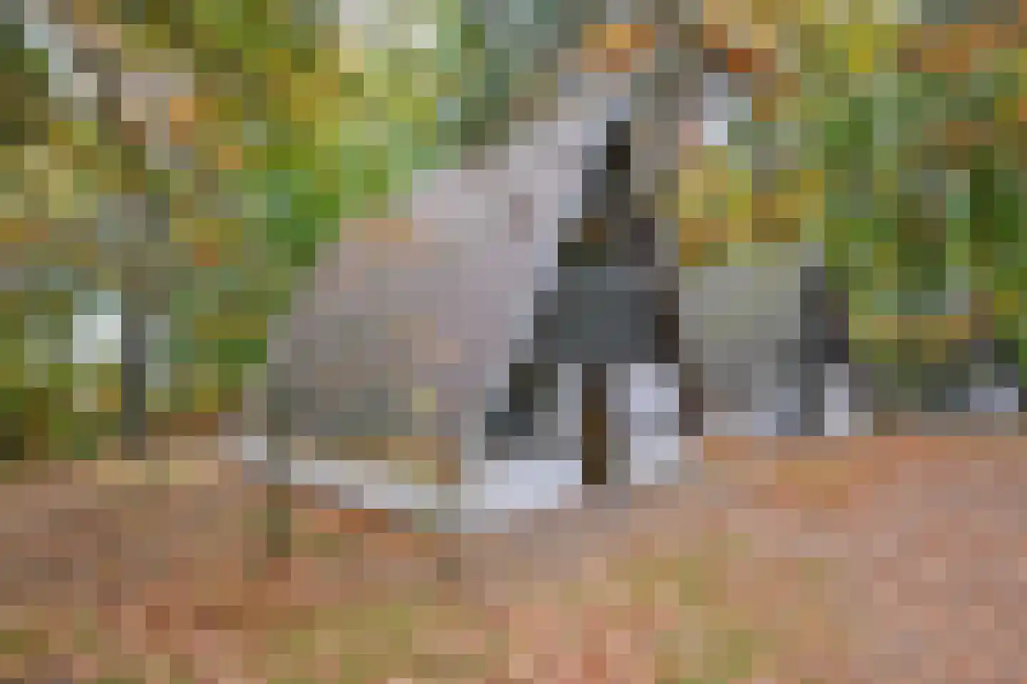 Patrijslaan 4 76 Mierlo thumbnail 17