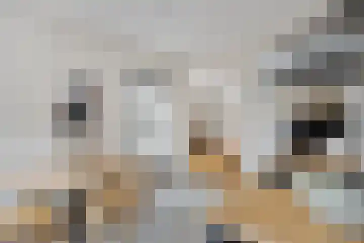 Patrijslaan 53 Budel thumbnail 14