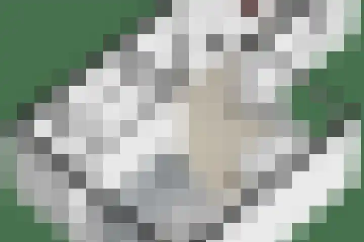 Patrijslaan 96 Dieren thumbnail 44