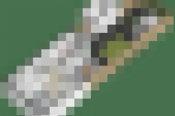 Patrijslaan 96 Dieren thumbnail 52