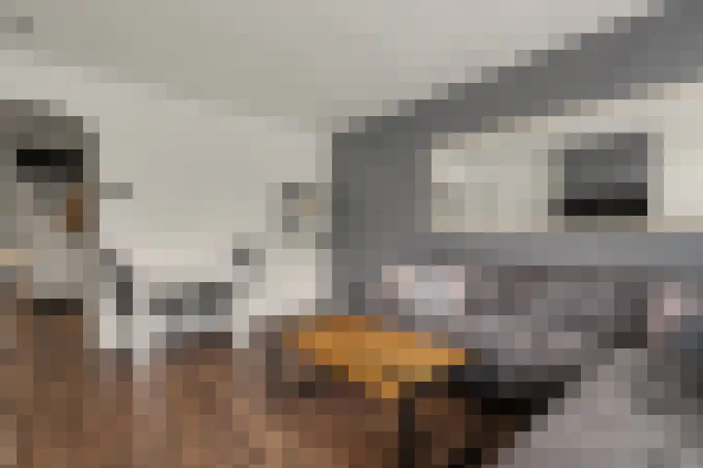 Patrijsstraat 11 Papendrecht thumbnail 6