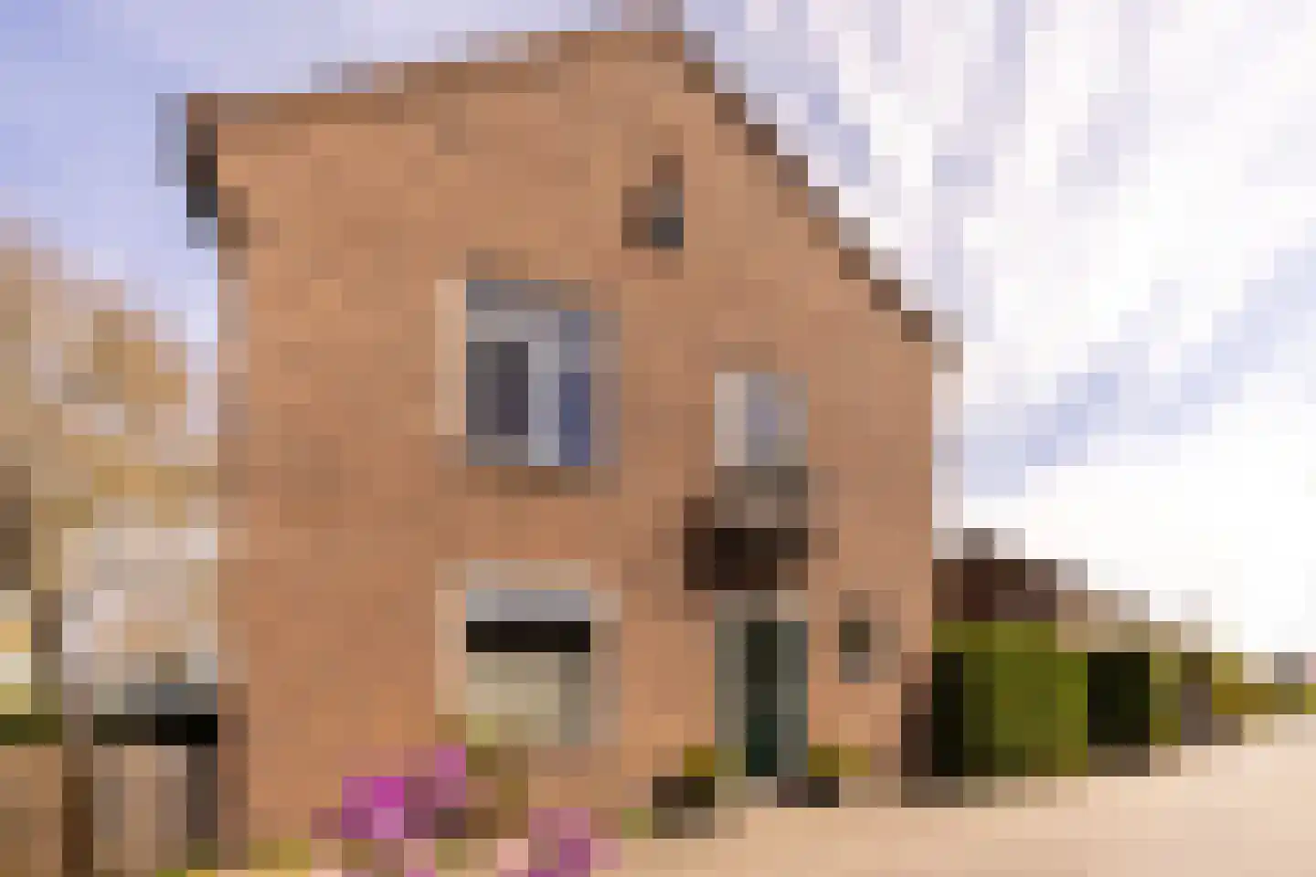 Patrijsstraat 48 Nijmegen thumbnail 7