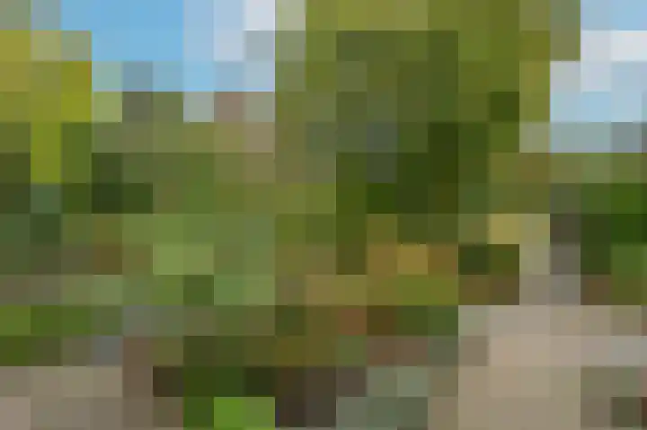 Patrijsstraat 6 Sommelsdijk thumbnail 32