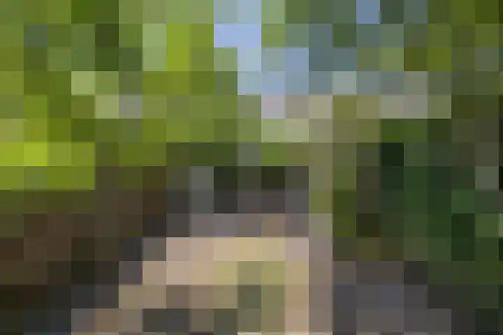 Patrijsstraat 9 Eindhoven thumbnail 26