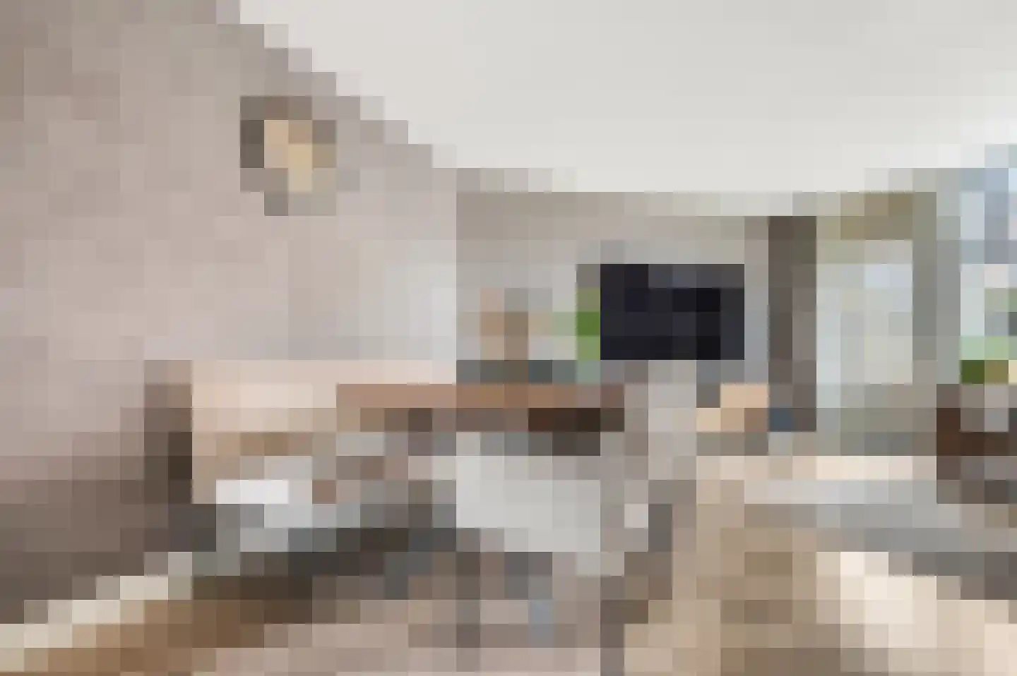 Patrijzenhof 4 Barneveld thumbnail 14