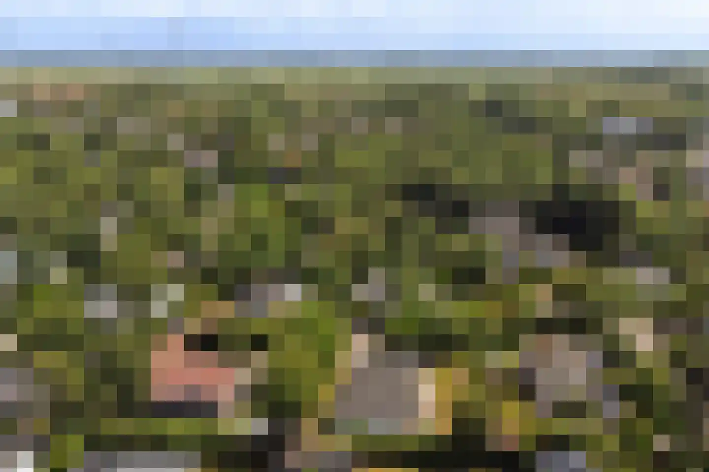 Patrijzenlaan 11 Kamperland thumbnail 28