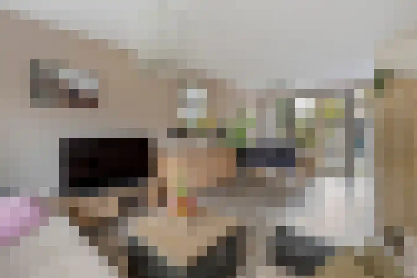 Patrijzenlaan 16 Sint Pancras thumbnail 4