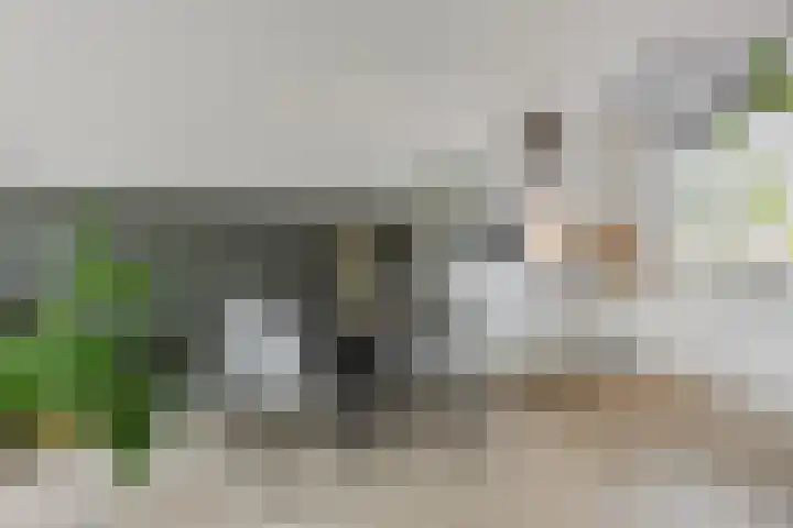 Paukenlaan 4 Dongen foto 3