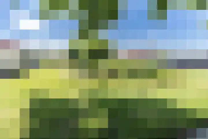 Paukenslag 1 Klaaswaal thumbnail 33
