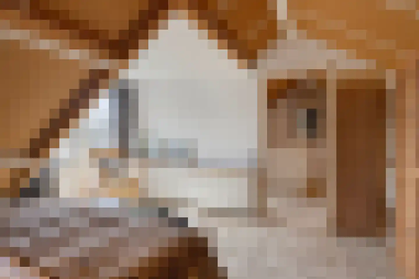 Paukenstraat 61 Uden thumbnail 30