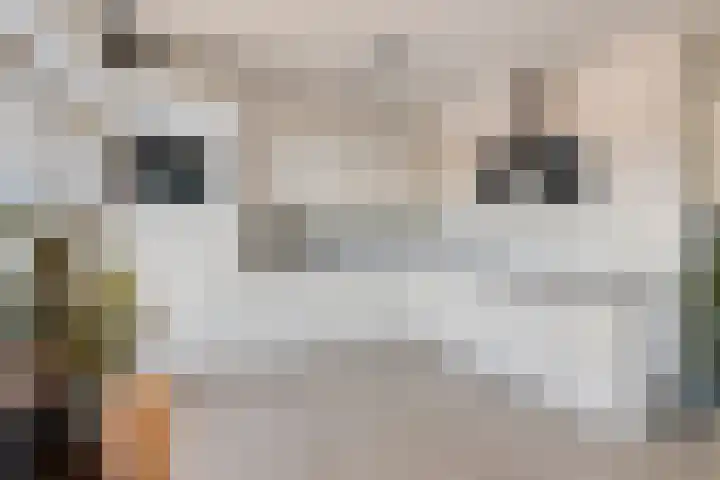 Paukeslag 40 Etten-Leur thumbnail 20
