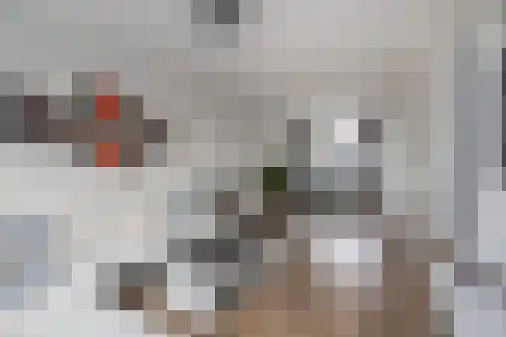 Paukeslag 56 Etten-Leur thumbnail 9