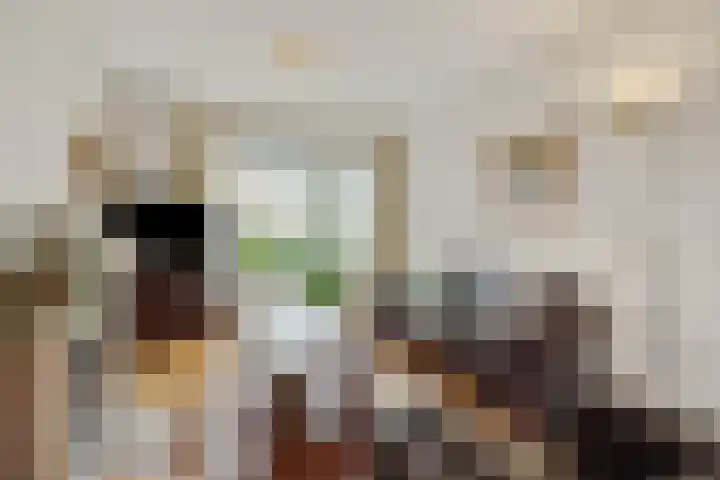 Paulus Potterlaan 5 Helmond thumbnail 15