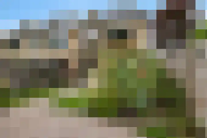Paulus Potterweg 37 Eelde thumbnail 32