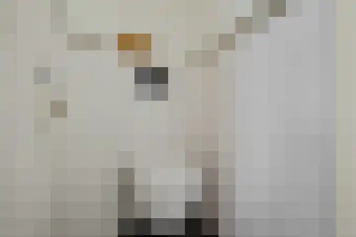 Paulus Potterweg 37 Eelde thumbnail 6