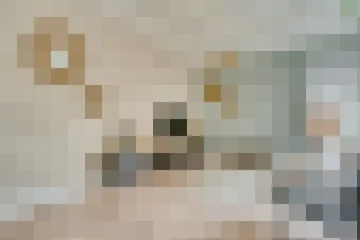 Paulusweg 115 Hendrik-Ido-Ambacht thumbnail 12