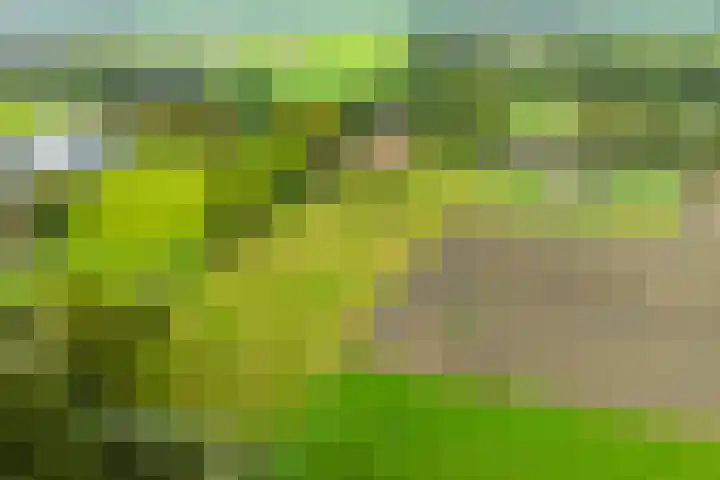 Pausendijk 1 Halle thumbnail 47