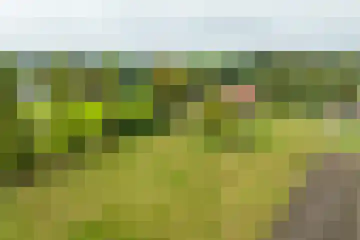 Pausendijk 1 Halle thumbnail 48