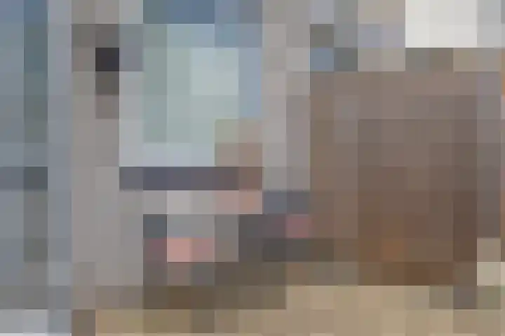 Pauwendans 28 Capelle aan den IJssel thumbnail 18