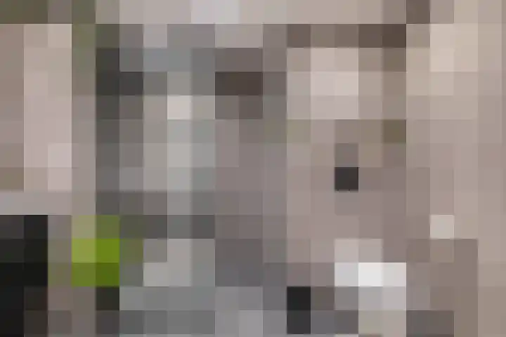 Pauwendans 28 Capelle aan den IJssel thumbnail 31
