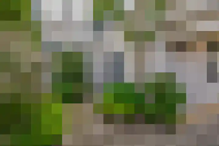 Pauwendans 28 Capelle aan den IJssel thumbnail 5