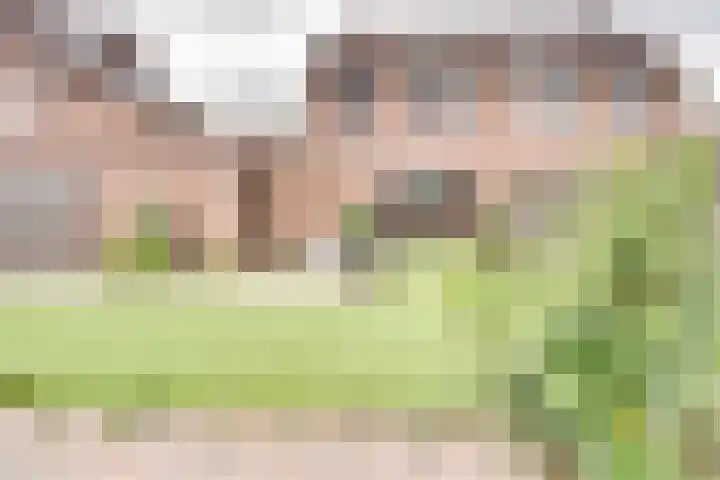 Pauwenhof 17 Goes thumbnail 74