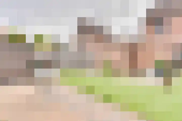 Pauwenhof 17 Goes thumbnail 75