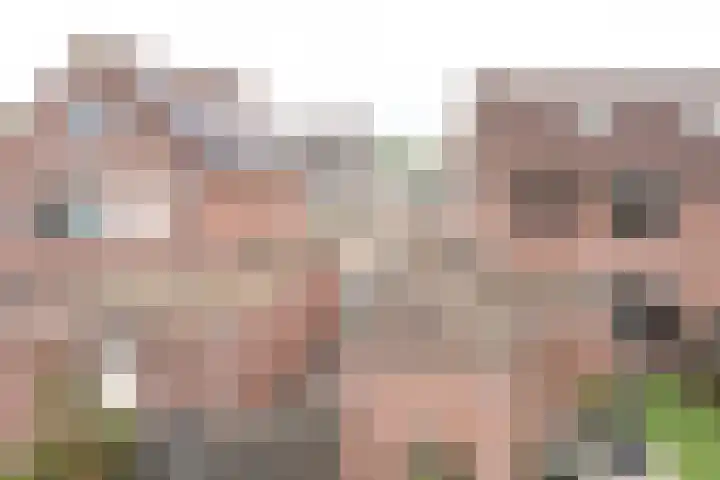 Pauwenhof 17 Goes thumbnail 82