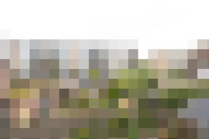 Pauwenhof 17 Goes thumbnail 84